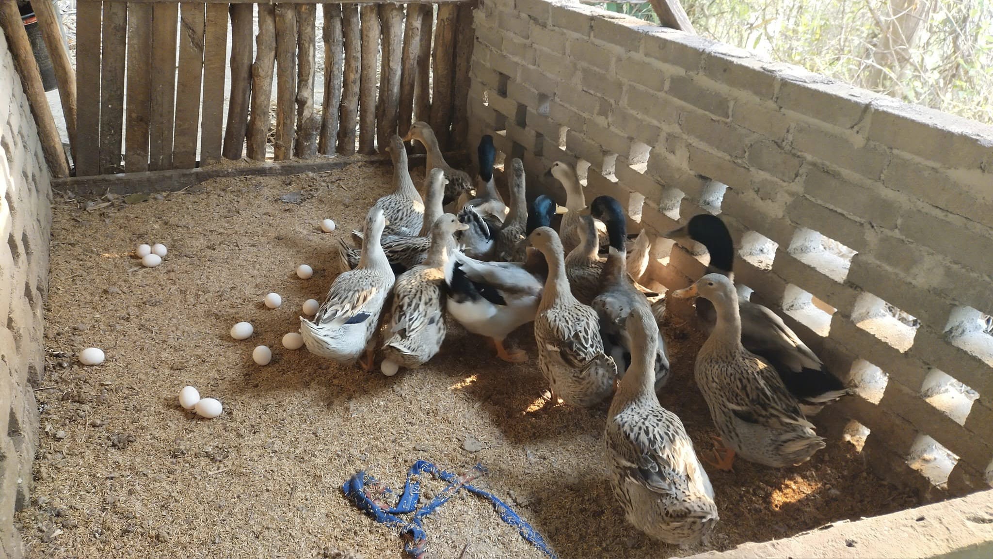 494213377 9539325182821308 3776244954137949579 N