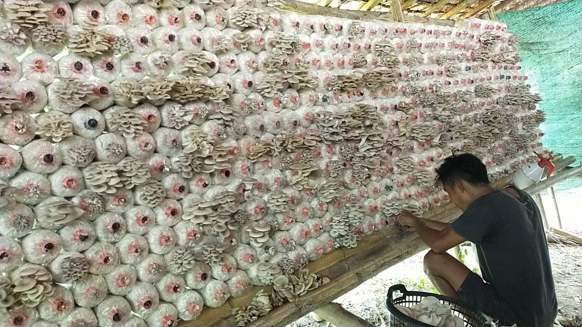 527886257 24027035226957063 2234442541355944409 N