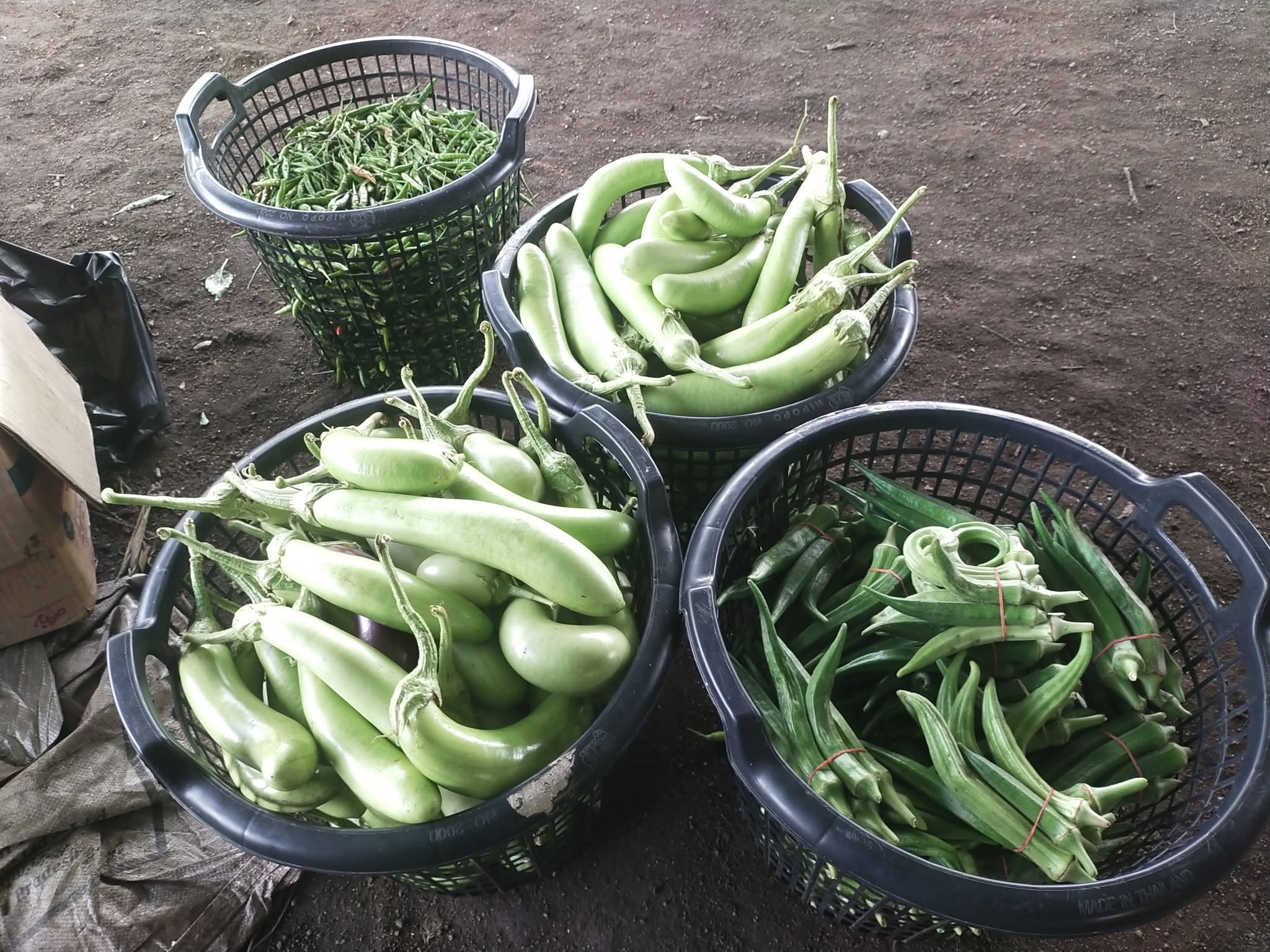 557946533 24501322562861658 6412118259940734290 N