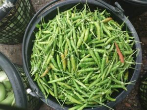 559088822 24570139995979914 5296464520024408725 n