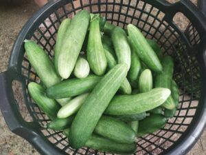 559553790 24570148859312361 736658288497818038 n